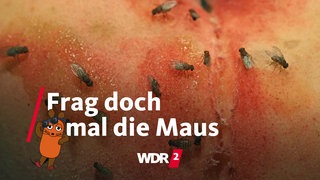 Zahlreiche Fruchtfliegen auf einem Pfirsich
