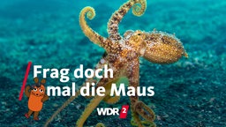 Ein Oktopus auf dem Meeresgrund der Molukkensee in Indonesien (Archivfoto vom 07.10.2018)