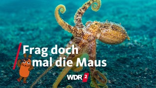 Ein Oktopus auf dem Meeresgrund der Molukkensee in Indonesien (Archivfoto vom 07.10.2018)