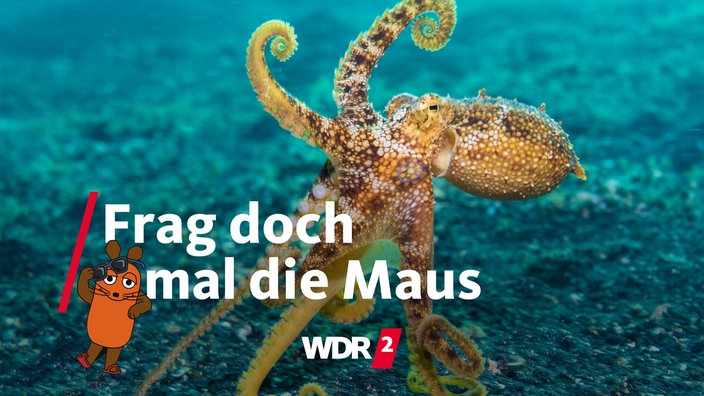 Ein Oktopus auf dem Meeresgrund der Molukkensee in Indonesien (Archivfoto vom 07.10.2018)