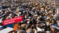 Muscheln am Nordseestrand