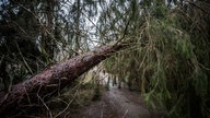 Umgestürzter Baum nach dem Sturm "Friederike"