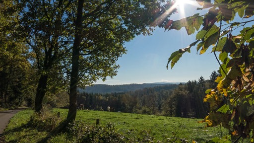 Die Sonne scheint durch die Blätter auf einem Wanderweg im Natursteig Sieg