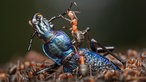 Ausstellung "Mythos Wald" im Gasometer Oberhausen - Waldameise