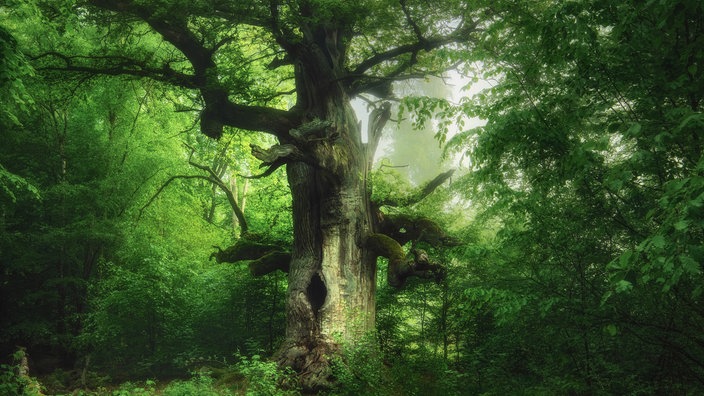 Ausstellung "Mythos Wald" im Gasometer Oberhausen - Kamineiche