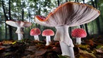 Ausstellung "Mythos Wald" im Gasometer Oberhausen - Fliegenpilze