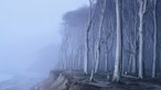 Ausstellung "Mythos Wald" im Gasometer Oberhausen - "Gespensterwald"