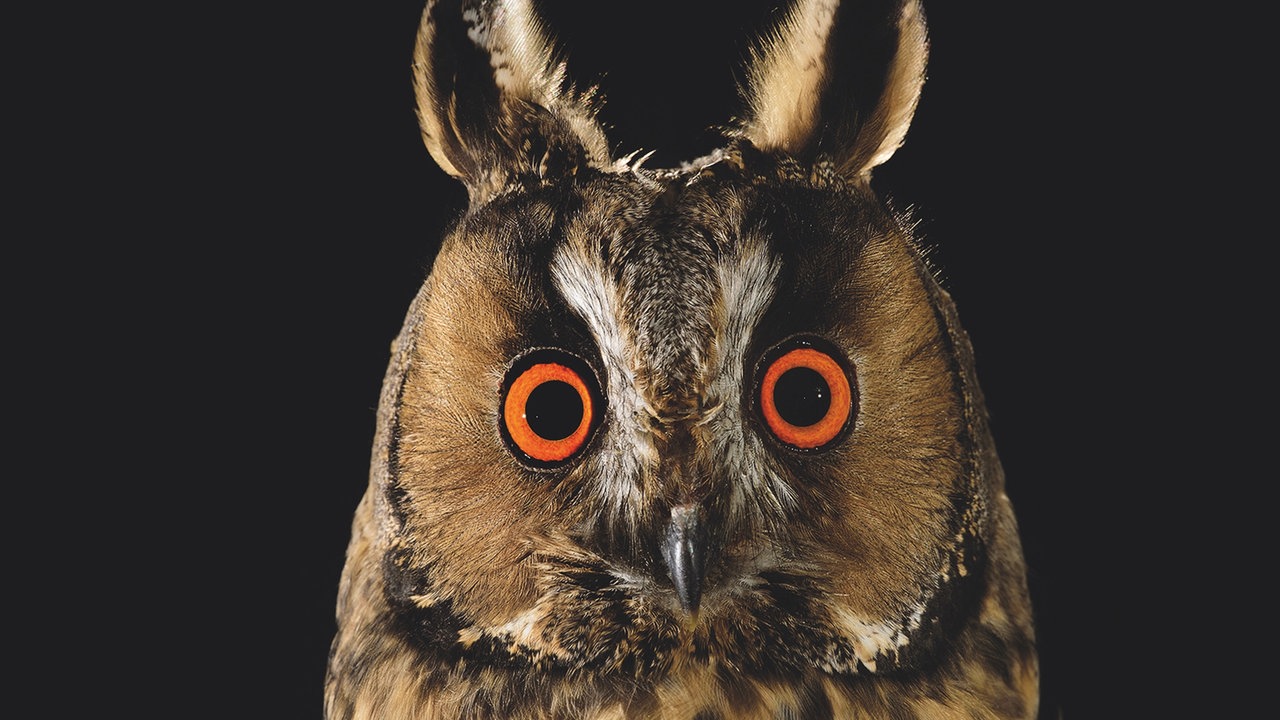 Ausstellung "Mythos Wald" im Gasometer Oberhausen - Waldohreule