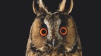 Ausstellung "Mythos Wald" im Gasometer Oberhausen - Waldohreule