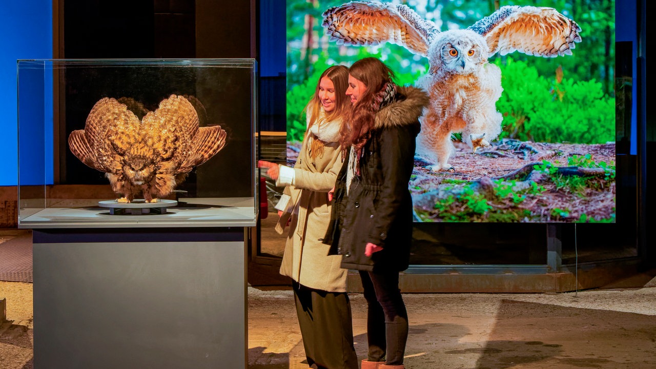 Ausstellung "Mythos Wald" im Gasometer Oberhausen - Besucher