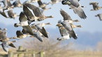 Wildgänse am Niederrhein