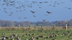 Wildgänse am Niederrhein