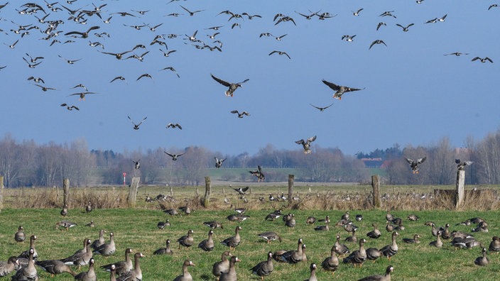 Wildgänse am Niederrhein