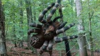 Fantasy-Bogenschießen in Warstein