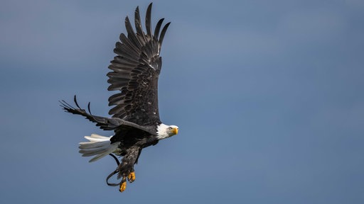 Weißkopfseeadler