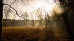 Galgenvenn-Wanderweg: Heide, Moor, See & Wald