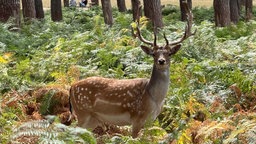 Der Wildpark Granat