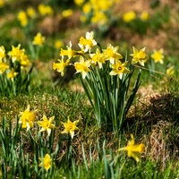 Narzissenwiese mit wilden Gelben Narzissen im Nationalpark Eifel