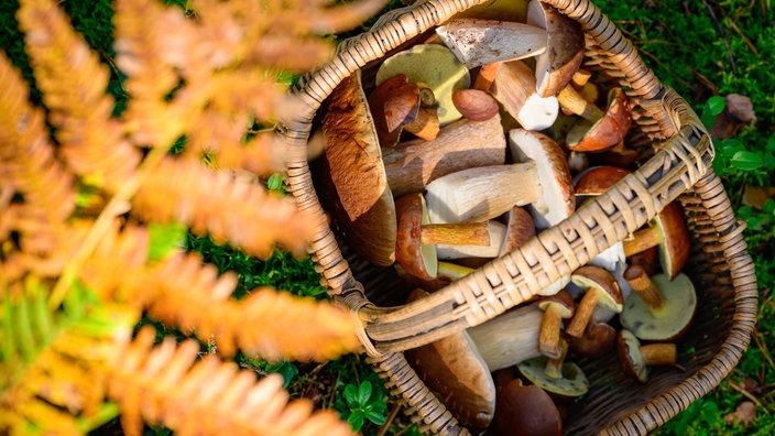 In einem Wald steht ein Korb mit Steinpilzen und Maronen-Röhrlingen.