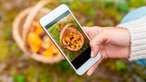 Eine Hand hält ein Smartphone, auf dem eine App zur Identifizierung von Pilzen geöffnet ist
