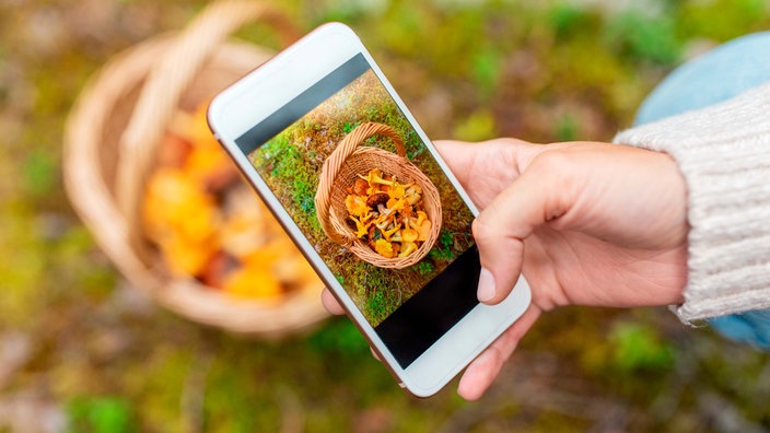 Eine Hand hält ein Smartphone, auf dem eine App zur Identifizierung von Pilzen geöffnet ist