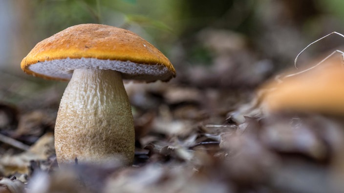 Eine Rotkappe wächst in einem Wald.