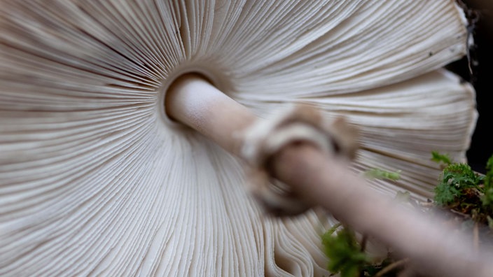  Ein Riesenschirmling ist in der Ausstellung "Pilze" im botanischen Garten in München zu sehen (12.-14.09.2025)