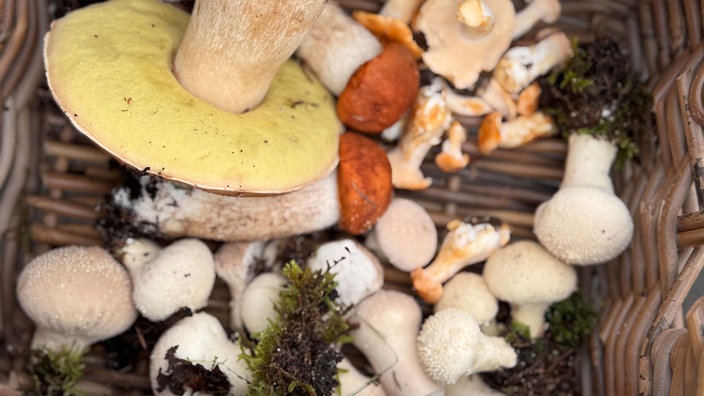 Verschiedene Pilze liegen in einem Korb