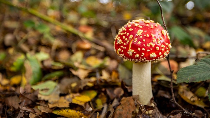 Ein giftiger Fliegenpilz steht in einem Wald.