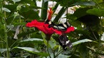 Schmetterlinge im Maxipark Hamm