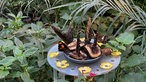 Schmetterlinge im Maxipark Hamm
