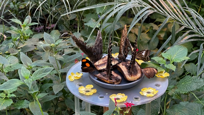 Schmetterlinge im Maxipark Hamm