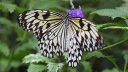 Schmetterlinge im Maxipark Hamm: Weiße Baumnymphe auf einer Blüte
