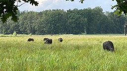 Wasserbüffel auf der Storchenroute Hervester Bruch