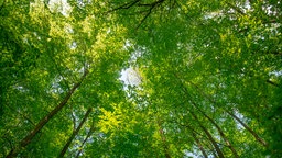 Blick in Baumkronen im Teutoburger Wald