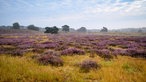 Westruper Heide