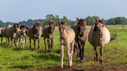 Wildpferde im Münsterland
