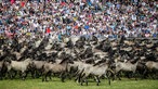 Wildpferde im Münsterland