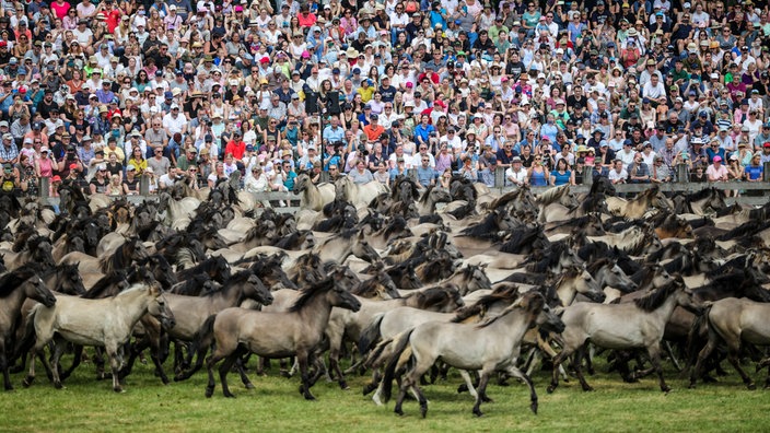 Wildpferde im Münsterland