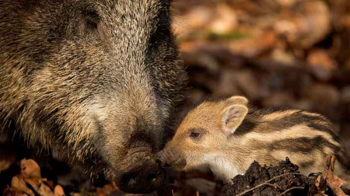 Wildwald Vosswinkel