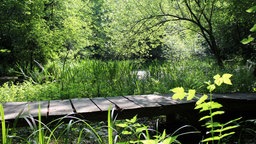 Wildwald Vosswinkel