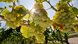 Riesling Trauben