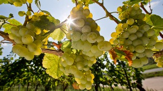 Riesling Trauben