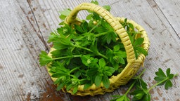 Gepflückter Waldmeister in Körbchen