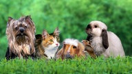 Ein Hund, eine Katze, ein Meerschweinchen, ein Kaninchen und ein Hamster auf einer Wiese