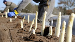 Erster Spargel wird von Erntehelfern gestochen.