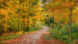 Laubbedeckter Waldweg im Herbst.
