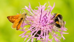 Ein Schmetterling und eine Hummel auf einer Wiesen-Flockenblume.