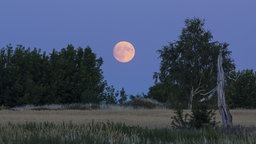 Abendhimmel in einer Sommernacht, hinter Bäumen geht der Vollmond auf.
