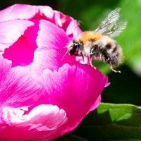 Eine Hummel fliegt zu einer blühenden Pfingstrose um Blütenhonig zu sammeln